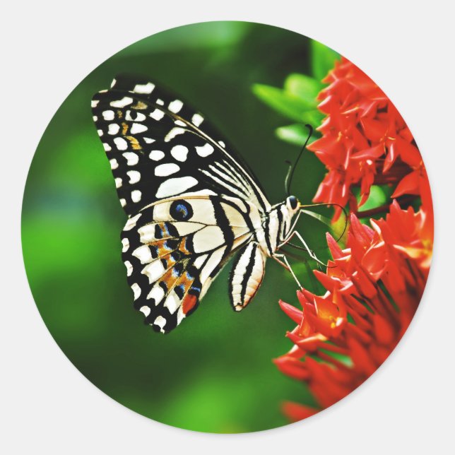 Sticker Rond Beautiful Butterfly on Red Flowers (Devant)