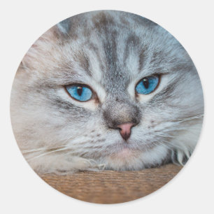 Sticker Rond Beaux yeux bleu chat