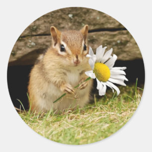 Sticker Rond Bébé adorable Chipmunk avec marguerite