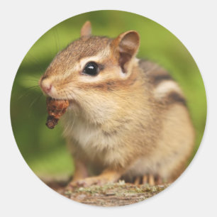 Sticker Rond Bébé adorable Chipmunk avec Snack