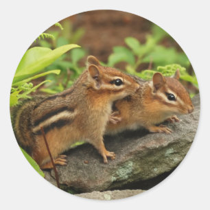 Sticker Rond Bébé aimant Chipmunk frères et soeurs