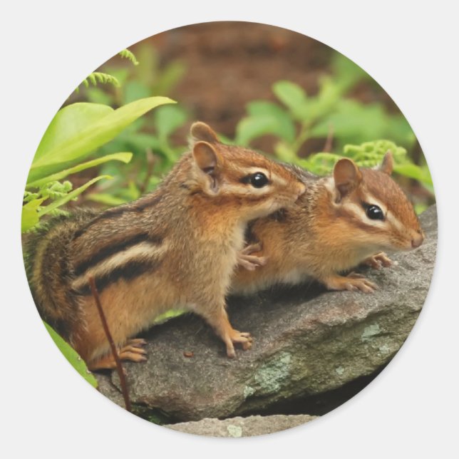 Sticker Rond Bébé aimant Chipmunk frères et soeurs (Devant)