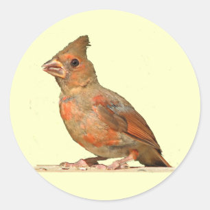 Sticker Rond Bébé Cardinal