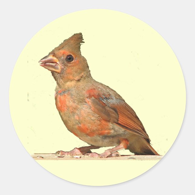 Sticker Rond Bébé Cardinal (Devant)