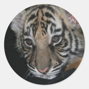 Sticker Rond Bébé de tigre
