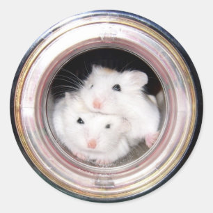 Sticker Rond Bébé hamster : Piloté !