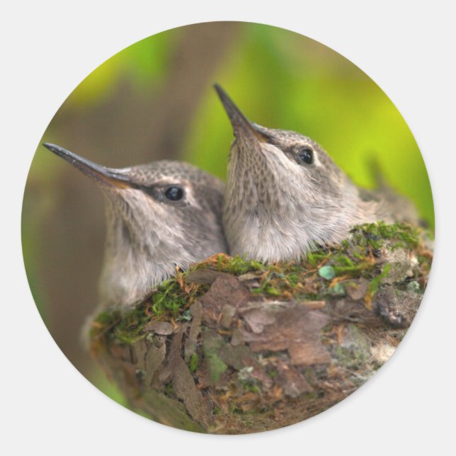 Sticker Rond Bébé hummingbirds (Devant)
