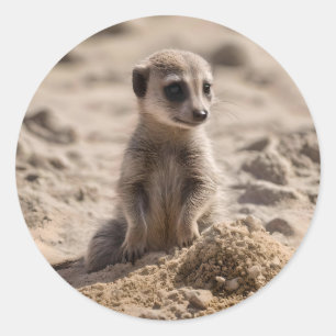 Sticker Rond Bébé Meerkat Jouant Dans Le Sable,