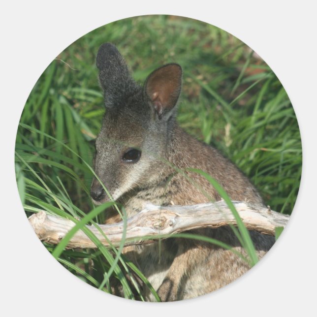 Sticker Rond Bébé mignon Wallaby (Devant)