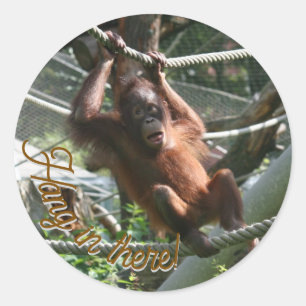 Sticker Rond Bébé Orangoutan - Accrochez-vous là