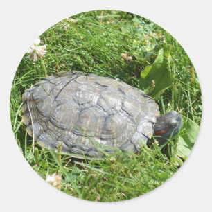Sticker Rond Bébé rouge oreille tortue coulissante