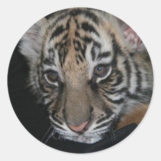 Sticker Rond Bébé tigre