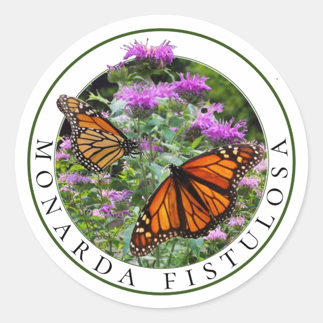 Sticker Rond Bee Balm Monarda et Monarch Butterflies (Devant)