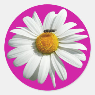 Sticker Rond Bee on Daisy Alaskan Summer Nature
