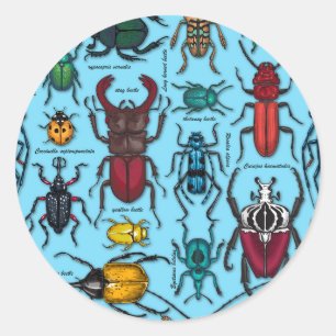 Sticker Rond Beetons sur bleu