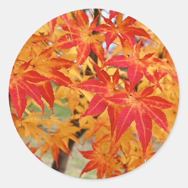 Sticker Rond bel érable japonais à l'automne (Devant)