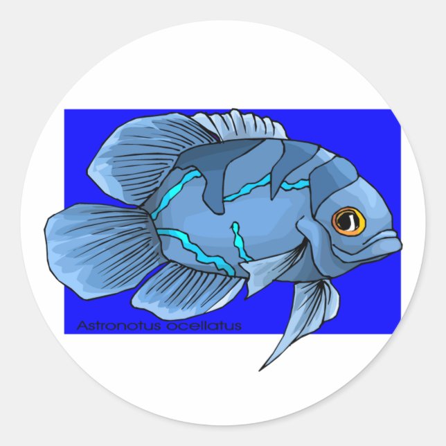 Sticker Rond Bel Oscar bleu tropical (Devant)