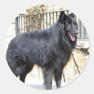 Sticker Rond Belge (Groenendael) complètement