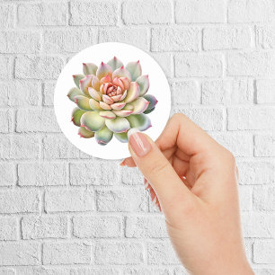 Sticker Rond Belle Aquarelle Succulente