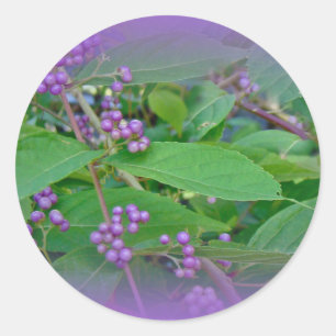 Sticker Rond Belle-Belle américaine (Callicarpa americana)
