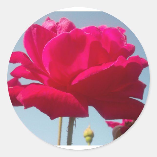 Sticker Rond Belle belle Rose céleste rouge contre bleu (Devant)