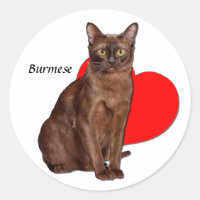Belle Chat Birman Doré Moggy Heart Love