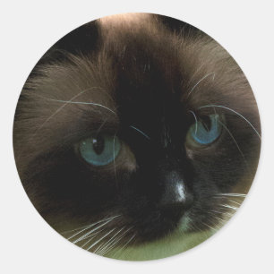 Sticker Rond Belle Chat Ragdoll