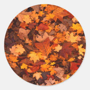 Sticker Rond Belle Conception Autum Foliage.