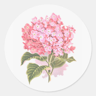 Sticker Rond Belle Fleur d'Hydrangée Botanique