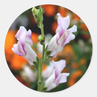 Sticker Rond Belle Fleur Snapdragon Design