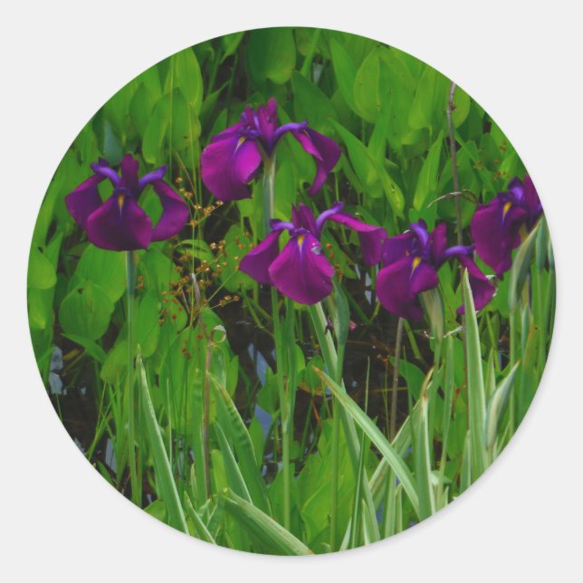 Sticker Rond Belle Iris Violet (Devant)