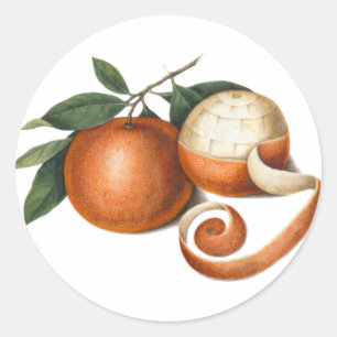 Sticker Rond Belle Mandarin Oranges Antique Peinture