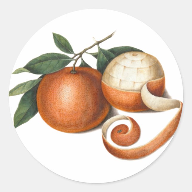 Sticker Rond Belle Mandarin Oranges Antique Peinture (Devant)
