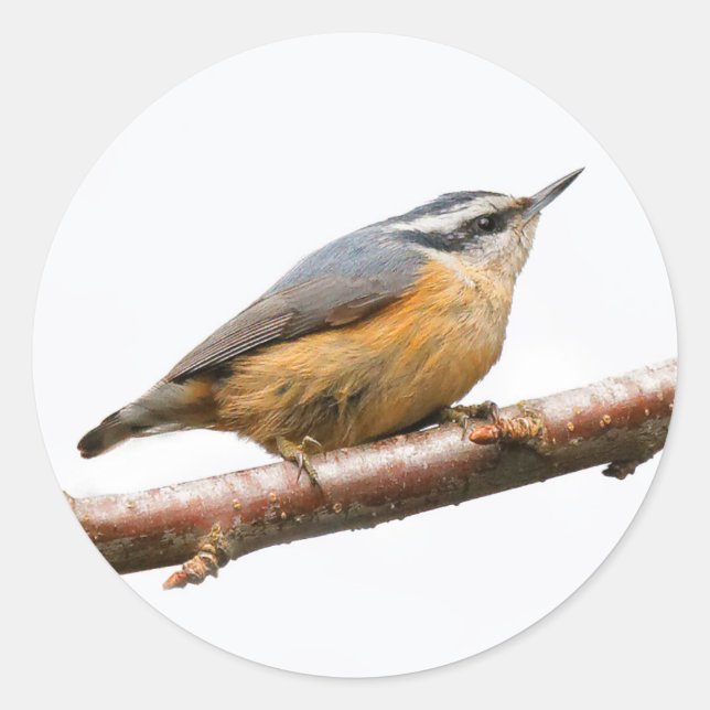 Sticker Rond Belle Nuthatch à poitrine rouge sur une branche (Devant)