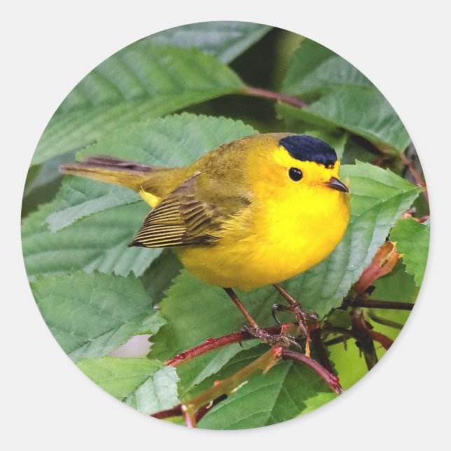 Sticker Rond Belle Paruline Wilson dans le cerisier (Devant)