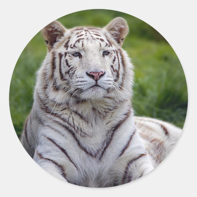 Sticker Rond Belle photo de tigre blanc (Devant)