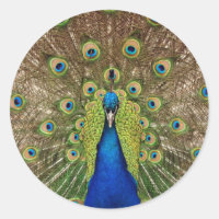 Belle plumes de paon et de queue