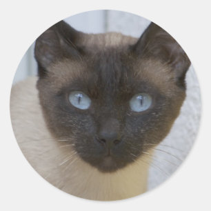 Sticker Rond Belle pointe de phoque Chat siamois