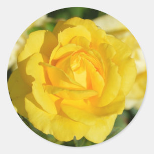 Sticker Rond Belle rose jaune