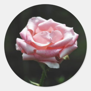 Sticker Rond Belle Rose rose Gros plan