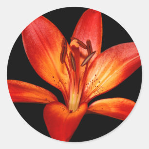Sticker Rond Belle Rouge Orange Asiatique Lily Gran Paradiso