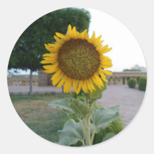 Sticker Rond Belle Tournesol Superbe