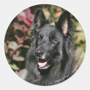 Sticker Rond Berger allemand aux cheveux longs noir