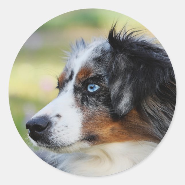 Sticker Rond berger australien (Devant)