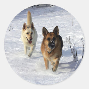 Sticker Rond Bergers allemands courant dans la neige
