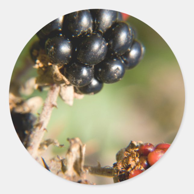 Sticker Rond Berries d'automne (Devant)