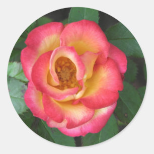 Sticker Rond Betty Boop 140