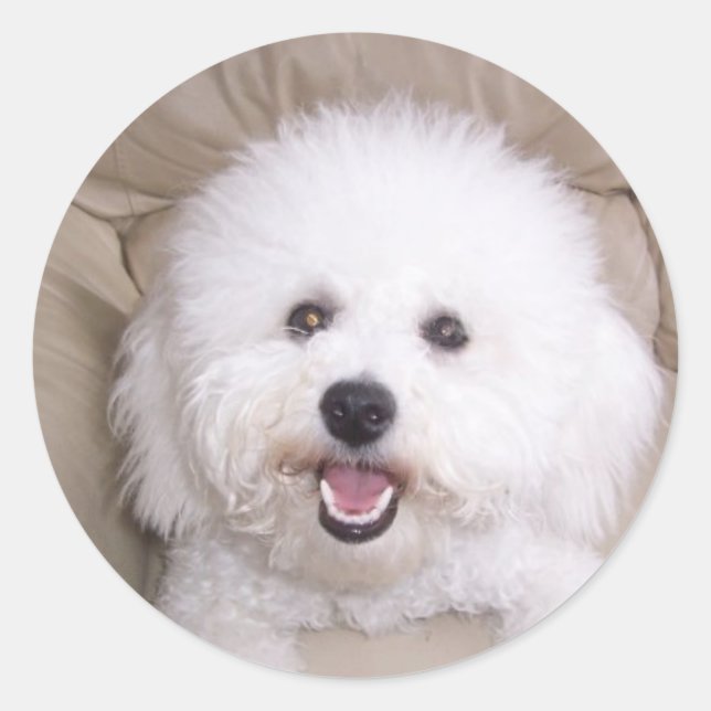 Sticker Rond Bichon Frise (Devant)