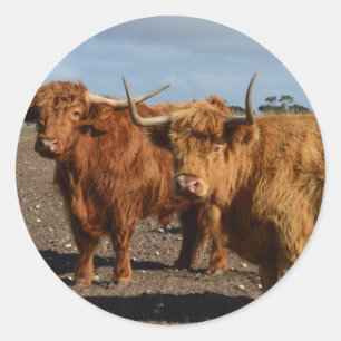 Sticker Rond Big Brown Highland Cows