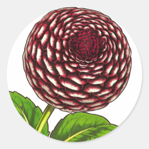 Sticker Rond Big Red / Purple Dahlia Vintage Van Houtte Imprime